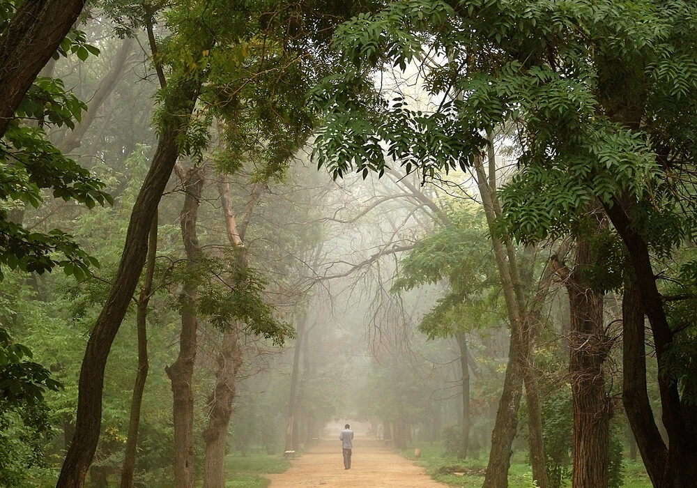 Man Walking Away On a Dirt Road Through Forest
